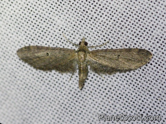 Pug Moth (Eupitheciini sp)