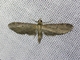 Pug Moth (Eupitheciini sp)