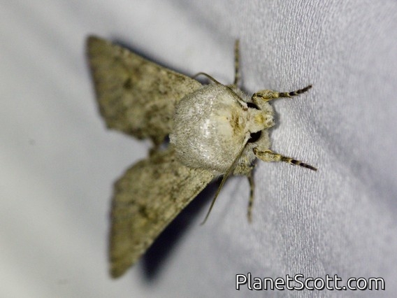 Old Man Dart (Agrotis vetusta)