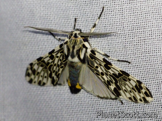 Tiger Moth (Ctenuchina sp)