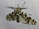 Tiger Moth (Ctenuchina sp)