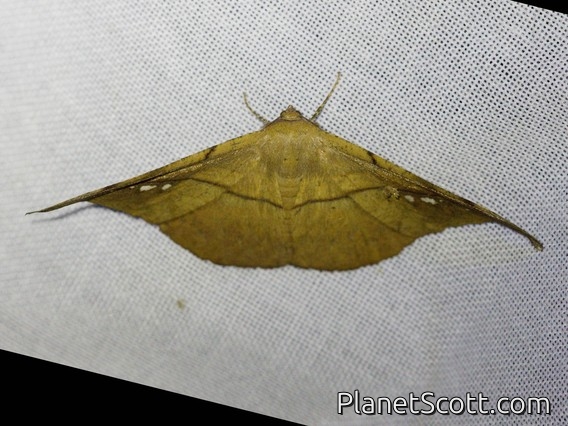 Geometer Moth (Geometridae sp)