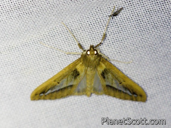 Pearl Moth (Diaphania fumosalis)