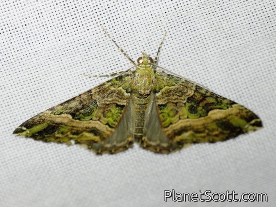 Carpet Moth (Larentiinae sp)