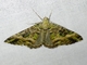 Carpet Moth (Larentiinae sp)