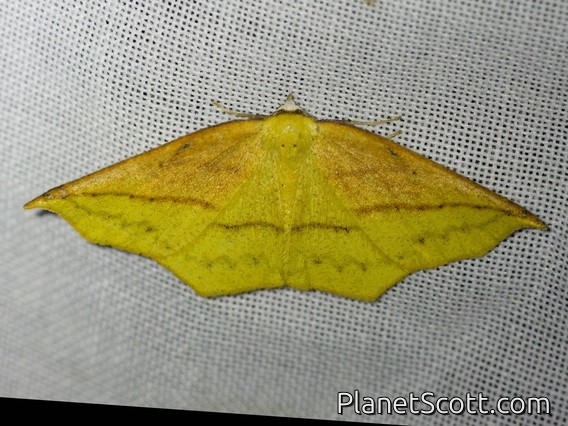 Geometer Moth (Ennomini sp)