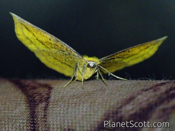 Geometer Moth (Ennomini sp)