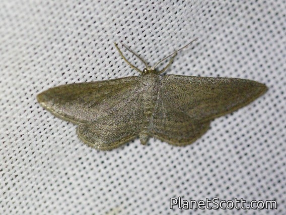 Wave Moth (Sterrhinae sp)