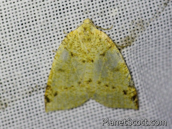 Geometer Moth (Perusia sp)