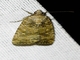 Cutworm Moth (Noctuidae sp)