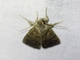 Cutworm Moth (Noctuidae sp)