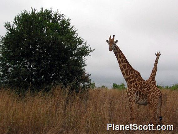 Giraffe (Giraffa camelopardalis)