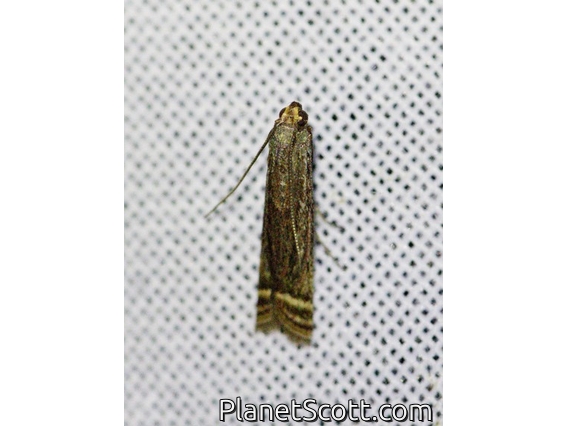 Knot-horn Moth (Phycitini sp)