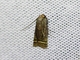 Knot-horn Moth (Phycitini sp)