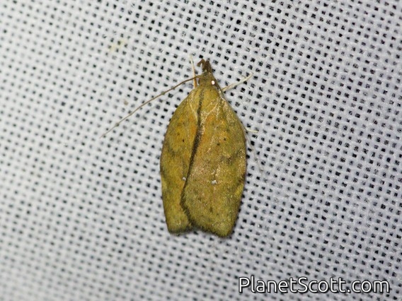 Tortricid Leafroller Moth (Tortricinae sp)