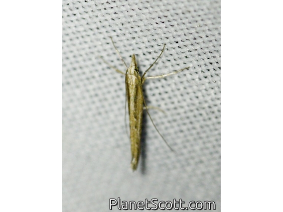 Tortricid Leafroller Moth (Tortricidae sp)