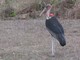 Marabou Stork (Leptoptilos crumeniferus)