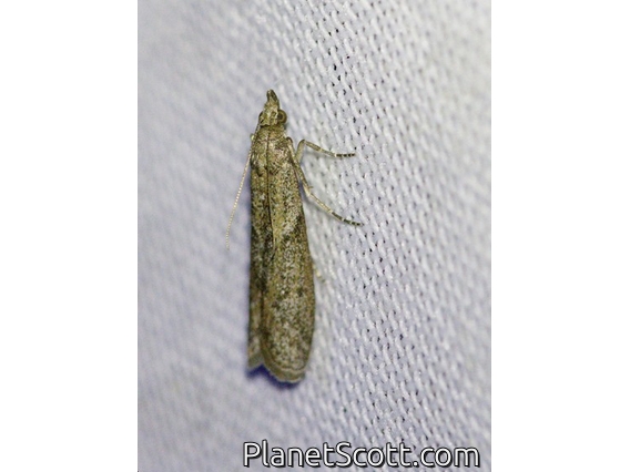 Pyralid Snout Moth (Phycitini sp)