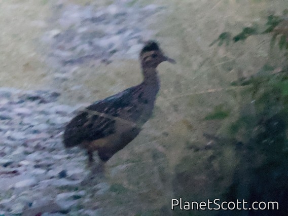 Taczanowski's Tinamou (Nothoprocta taczanowskii)