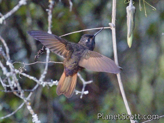 White-tufted Sunbeam (Aglaeactis castelnaudii)