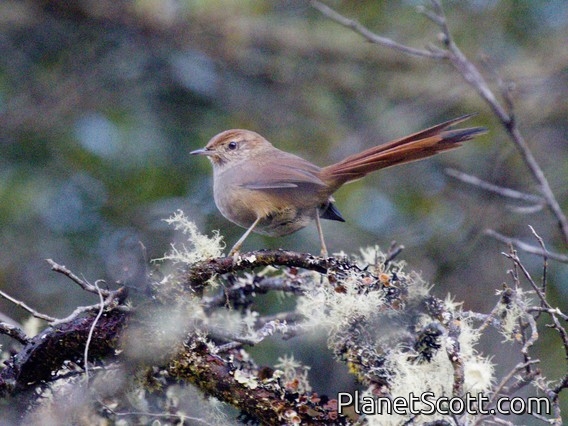 Rusty-fronted Canastero (Asthenes ottonis)