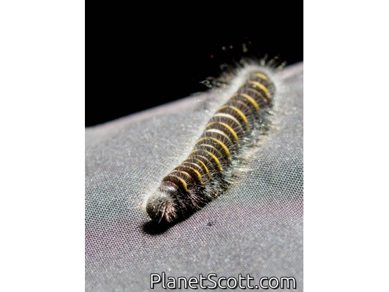 Firetip (Sarbia cosinga)