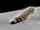 Firetip (Sarbia cosinga)