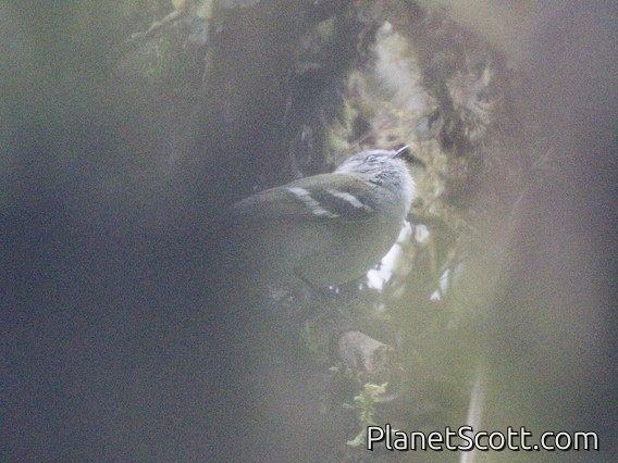 White-banded Tyrannulet (Mecocerculus stictopterus)