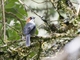 Apurimac Brushfinch (Atlapetes forbesi)