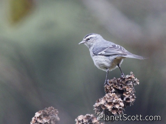 Cinereous Conebill (Conirostrum cinereum)