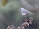 Cinereous Conebill (Conirostrum cinereum)