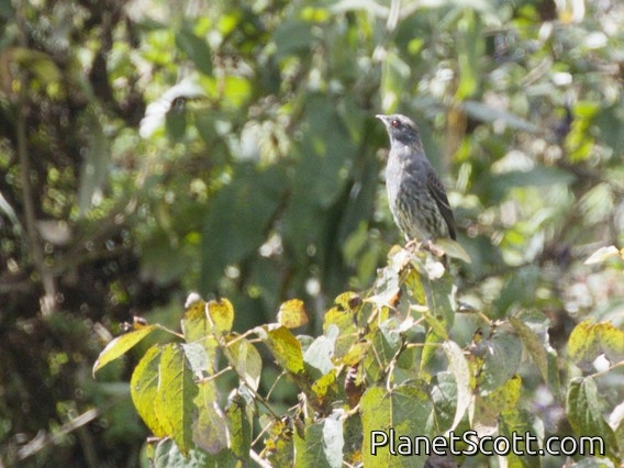 Red-crested Cotinga (Ampelion rubrocristatus)