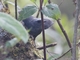 Ampay Tapaculo (Scytalopus whitneyi)