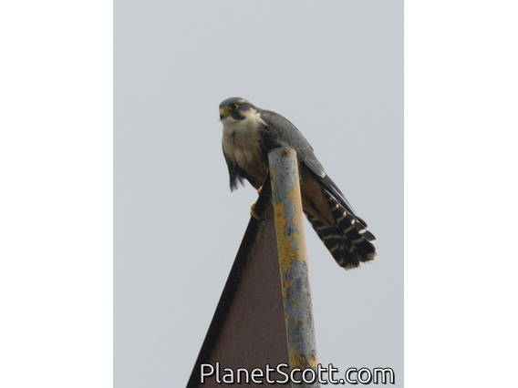 Aplomado Falcon (Falco femoralis)