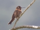 Shining Sunbeam (Aglaeactis cupripennis)