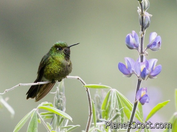 Tyrian Metaltail (Metallura tyrianthina)