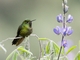 Tyrian Metaltail (Metallura tyrianthina)