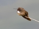 White-tufted Sunbeam (Aglaeactis castelnaudii)