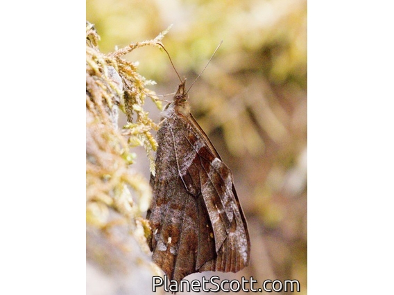 Satyr Butterfly (Lasiophila sp)