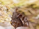Satyr Butterfly (Lasiophila sp)