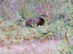Montane Guinea Pig (Cavia tschudii)