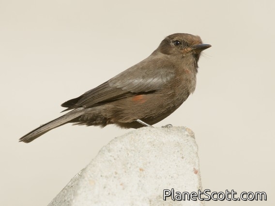 Vermilion Flycatcher (Pyrocephalus rubinus)