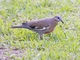 West Peruvian Dove (Zenaida meloda)