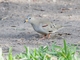Croaking Ground Dove (Columbina cruziana)