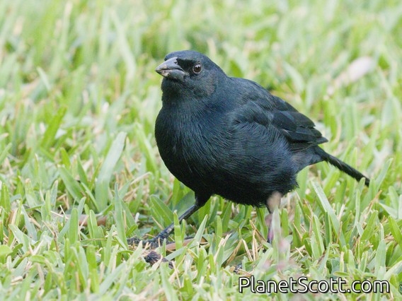 Scrub Blackbird (Dives warczewiczi)