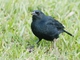 Scrub Blackbird (Dives warczewiczi)