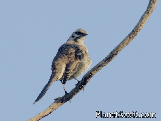 Long-tailed Mockingbird (Mimus longicaudatus)