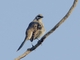 Long-tailed Mockingbird (Mimus longicaudatus)