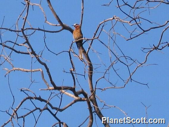 White-fronted Bee-eater (Merops bullockoides)