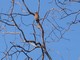 White-fronted Bee-eater (Merops bullockoides)